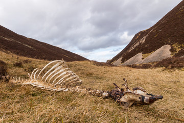 Fototapeta na wymiar skeletal remains from unknown animal in hillside 