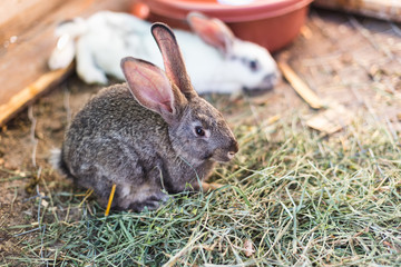 Breeding a large group of rabbits in a small shed.