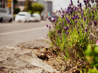 Purple flowers in town, abstract city life background, selective focus. Close up.