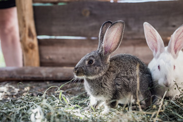 Breeding a large group of rabbits in a small shed.