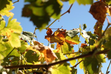 drying orange and read autumn coloured, turning grape leaves on an old climbing grape vine on a farm in rural New South Wales, Australia