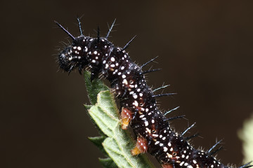 Aglais io on a leaf