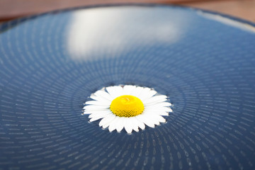 marguerite à la surface de l'eau sur fond noir