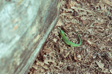A green lizard crawling on dry needles near a fallen tree. Lacerta agilis