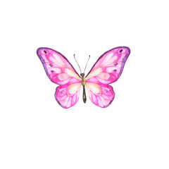 Obraz na płótnie Canvas Pink decorative butterfly isolated on white background. Hand drawn watercolor illustration.