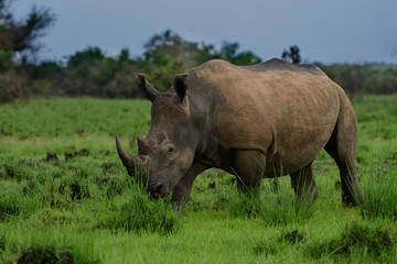 Naklejka premium White rhinoceros (Ceratotherium simum) with calf in natural habitat, South Africa