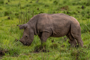 Fototapeta premium White rhinoceros (Ceratotherium simum) with calf in natural habitat, South Africa