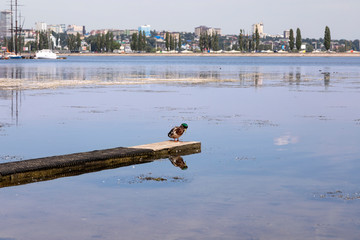 Ducks on the pier in the city. Sunny summer day.