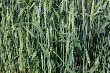 Obraz premium Green wheat plants closeup on the field in summer. Selective focus.