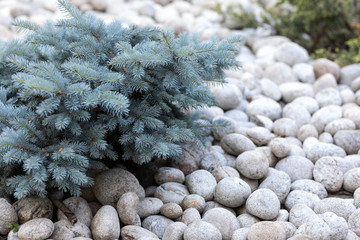 Big, gray, round stones as decoration area. Organic texture and blue spruce.