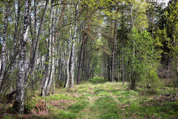 Fototapeta na wymiar The forest of the Curonian spit. Photo of the birch trees.