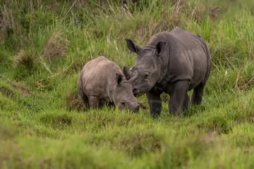 Foto op Plexiglas White rhinoceros (Ceratotherium simum) with calf in natural habitat, South Africa © vaclav