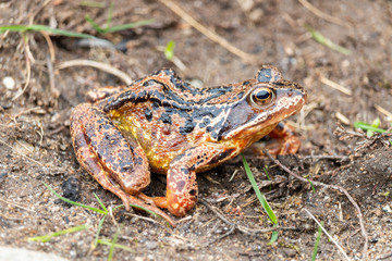 common toad resting on soil