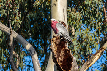 Galah perched on a tree hollow