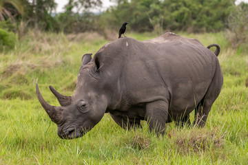 Fototapeta premium White rhinoceros (Ceratotherium simum) with calf in natural habitat, South Africa