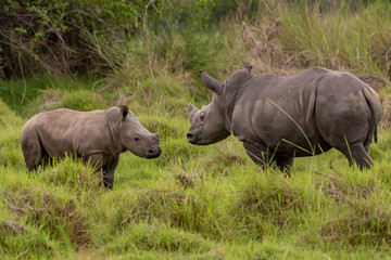 Obraz premium White rhinoceros (Ceratotherium simum) with calf in natural habitat, South Africa