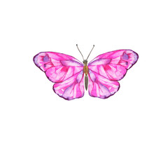 Pink butterfly isolated on white background. Hand drawn watercolor illustration.