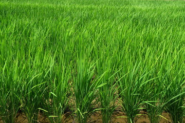 初夏の郊外の青田風景
