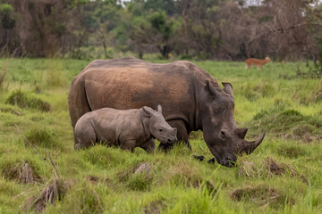 Obraz premium White rhinoceros (Ceratotherium simum) with calf in natural habitat, South Africa