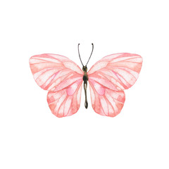 Pastel pink butterfly isolated on white background. Hand drawn watercolor illustration.