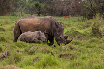 Obraz premium Nosorożec biały (Ceratotherium simum) z cielęciem w naturalnym środowisku, RPA
