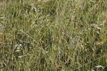Spring vegetation in a park 