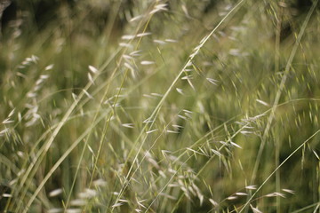 Spring vegetation in a park