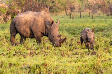 Obraz premium White rhinoceros (Ceratotherium simum) with calf in natural habitat, South Africa