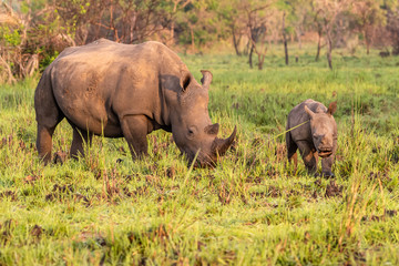 White rhinoceros (Ceratotherium simum) with calf in natural habitat, South Africa