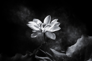  white lotus flower blooming in monochrome                   