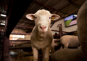 The beautiful white sheep looks at the camera while it is in the stables with the rest of the...
