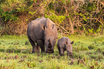 Obraz premium White rhinoceros (Ceratotherium simum) with calf in natural habitat, South Africa
