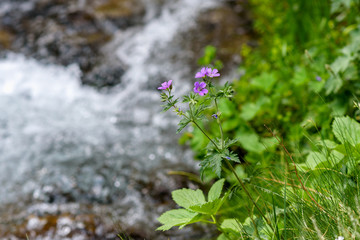 Violet Flowers in the camp in Andorra.