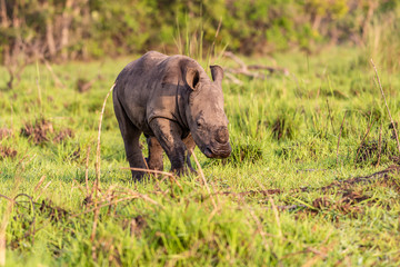 Fototapeta premium White rhinoceros (Ceratotherium simum) with calf in natural habitat, South Africa