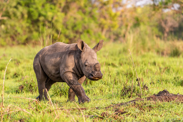 Fototapeta premium White rhinoceros (Ceratotherium simum) with calf in natural habitat, South Africa