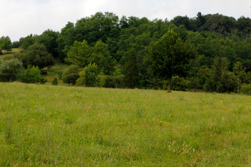 Spring vegetation in a park