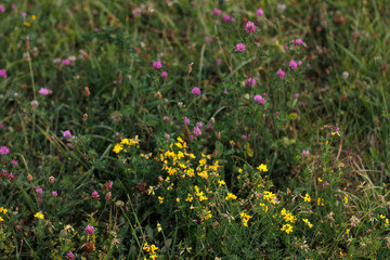 Spring vegetation in a park