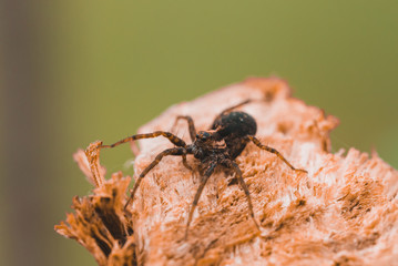 Macro photo of a spider close-up on a piece of wood
