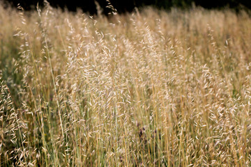 Spring vegetation in a park