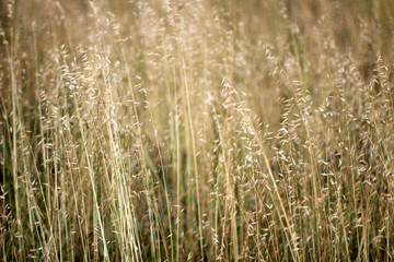 Spring vegetation in a park