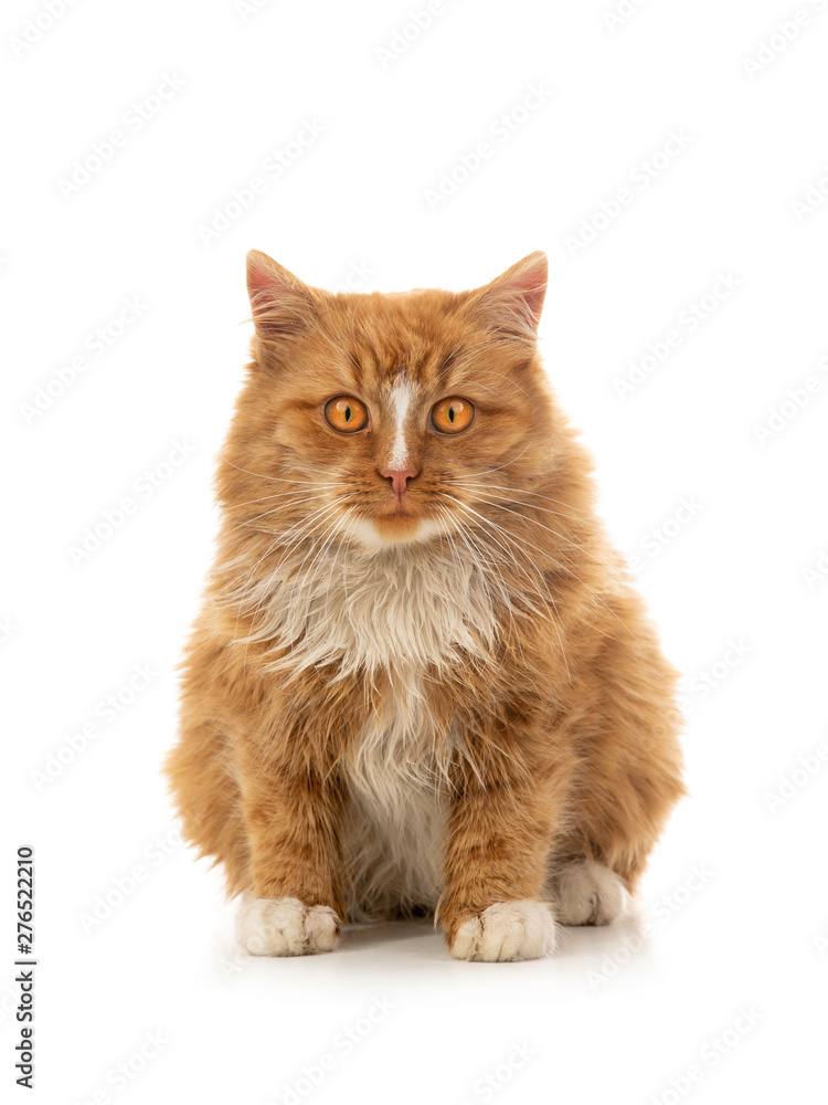 Poster orange cat sits on a white