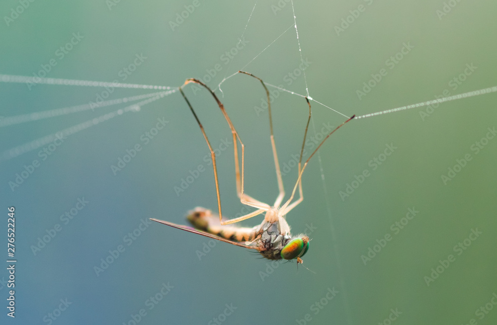 Canvas Prints macro photo of a fly entangled in a web