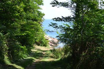 Fototapeta premium sentier côtier, sentier de randonnée dans une pinède