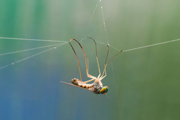 Macro photo of a fly entangled in a web