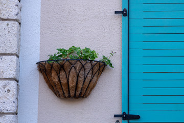 Fototapeta na wymiar coconut flowerpot on wall near blue windows