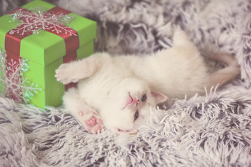 Cute little kitten lies near the gift box on a fluffy blanket