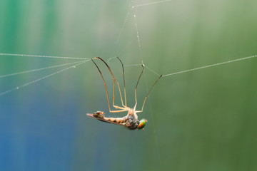 Macro photo of a fly entangled in a web