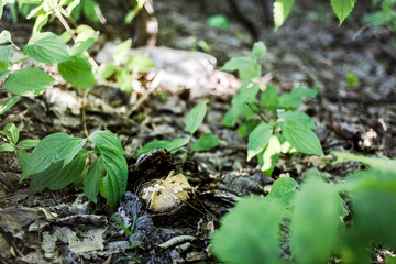 Young mushroom and plastic bottle in the background.