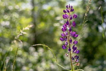 flowers on green background of blue sky