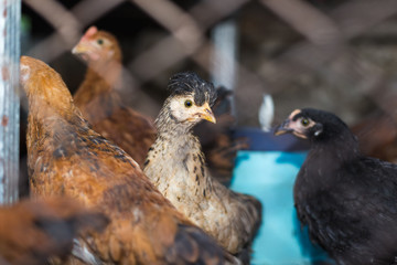 Chickens on the farm. Toned, style, color photo
